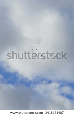 Similar – Image, Stock Photo migratory birds Berlin