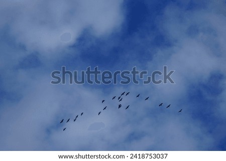 Similar – Image, Stock Photo migratory birds Berlin