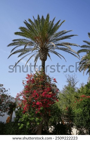 Similar – Image, Stock Photo Red flowers growing against a pale yellow wall