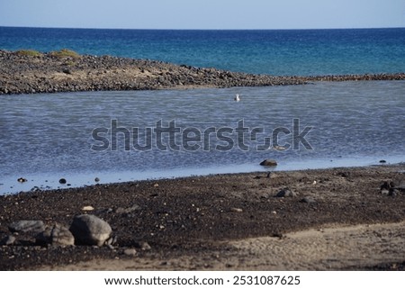 Similar – Image, Stock Photo petrel Landscape Water Sky