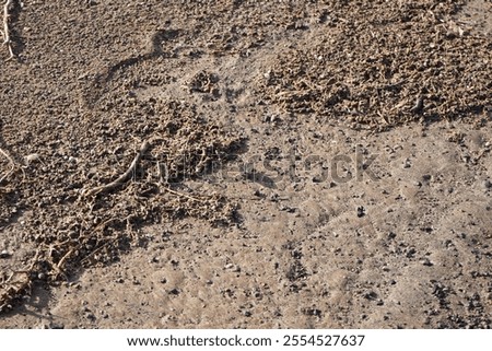 Similar – Image, Stock Photo Lady sitting on sandy coast near sea