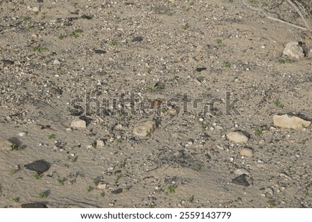 Similar – Image, Stock Photo Lady sitting on sandy coast near sea