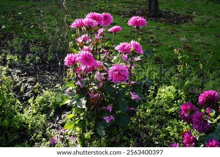 Similar – Image, Stock Photo Buds of red dahlias. Flowering shrubs of dahlia in the form of a flower bed in the garden