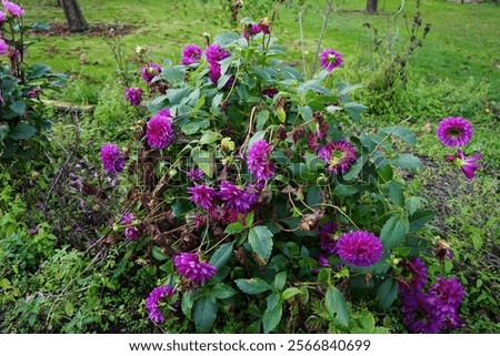 Similar – Image, Stock Photo Buds of red dahlias. Flowering shrubs of dahlia in the form of a flower bed in the garden