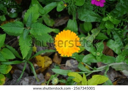 Similar – Image, Stock Photo colorful marigolds