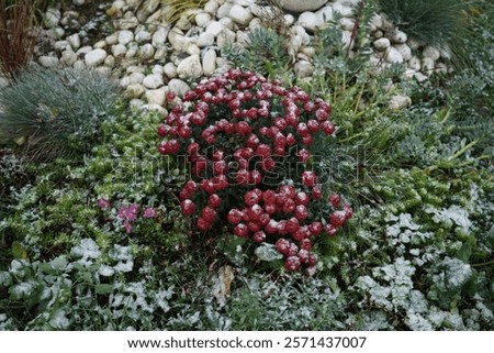 Image, Stock Photo Frozen branches of chrysanthemum. Green leaves covered with morning frost. Top view. Closeup.