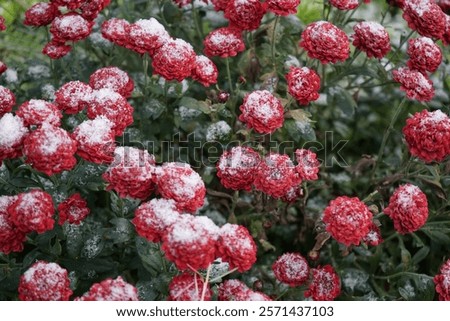 Similar – Image, Stock Photo Frozen branches of chrysanthemum. Green leaves covered with morning frost. Top view. Closeup.