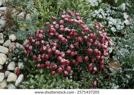 Similar – Image, Stock Photo Frozen branches of chrysanthemum. Green leaves covered with morning frost. Top view. Closeup.