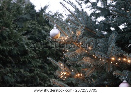 Similar – Green spruce plant growing in park