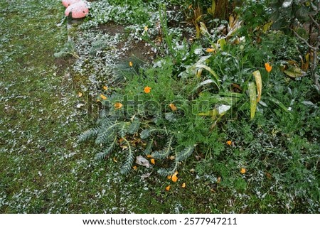 Similar – Foto Bild Goldmohn / kalifornischer Mohn / Schlafmützchen / Eschscholzia californica