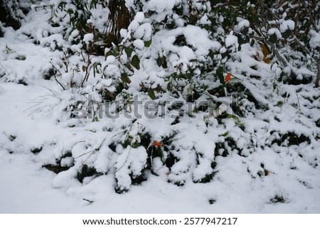 Similar – Foto Bild Goldmohn / kalifornischer Mohn / Schlafmützchen / Eschscholzia californica