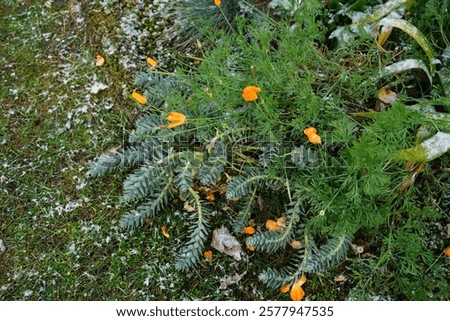 Similar – Foto Bild Goldmohn / kalifornischer Mohn / Schlafmützchen / Eschscholzia californica