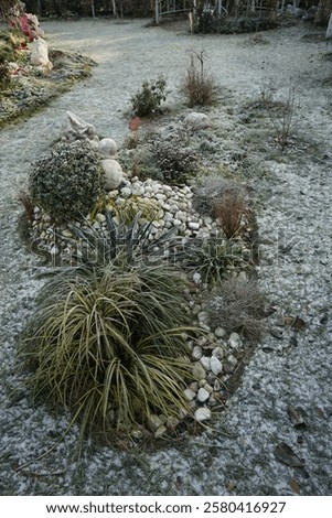 Similar – Image, Stock Photo Frozen branches of chrysanthemum. Green leaves covered with morning frost. Top view. Closeup.