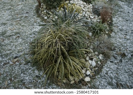 Similar – Image, Stock Photo Frozen branches of chrysanthemum. Green leaves covered with morning frost. Top view. Closeup.