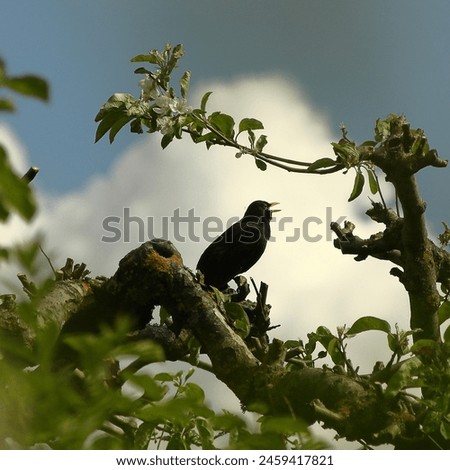 Similar – Foto Bild Singende Nachtigall im Baum