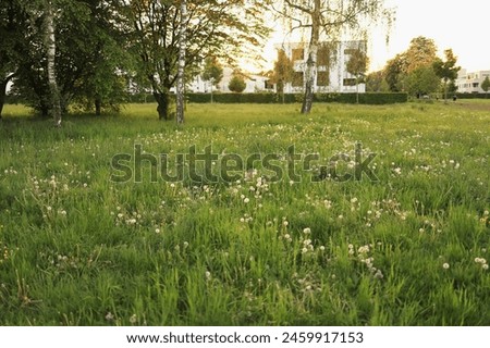 Similar – Image, Stock Photo Wild grasses Grass