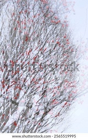 Similar – Image, Stock Photo Blurred picture of berry bush with red berries in front of snow