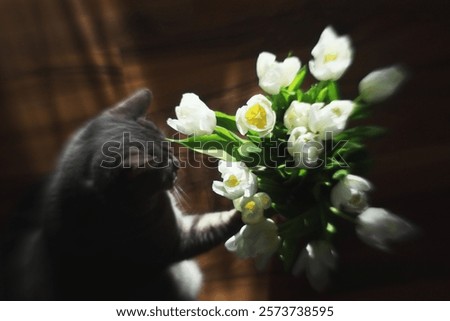 Similar – Image, Stock Photo Flower in the backlight. It looks like it has thorns.