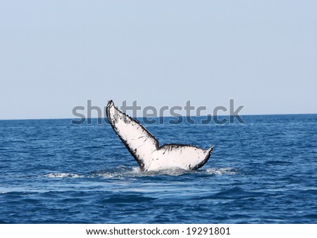 hump back whale