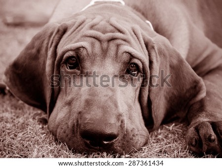Brazilian Mastiff or Fila Brazilian dog vintage color tone