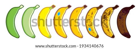 Set of vector bananas, different colors. Ripe stages of bananas from unripe to overripe. Fruit for every taste. Isolated on a white background, banana icon