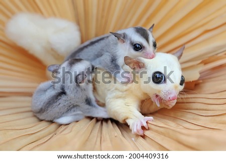 A mother sugar glider is looking for food while holding her two babies.  商業照片 © 