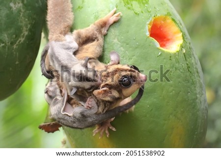 A mother sugar glider is looking for food while holding her two babies. 商業照片 © 
