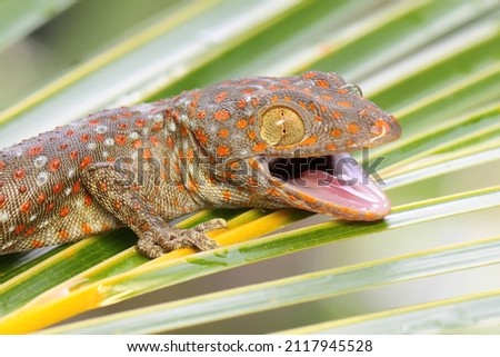 A young tokay gecko is looking for prey in a coconut leaf. This reptile has the scientific name Gekko gecko.  Stock fotó © 