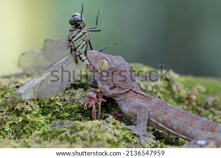 A young tokay gecko preys on a dragonfly. This reptile has the scientific name Gekko gecko.  Stock fotó © 