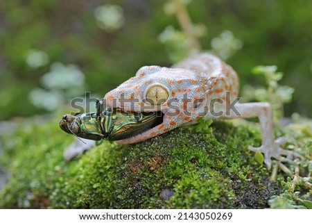 A young tokay gecko is eating a jewel beetle on a rock overgrown with moss. This reptile has the scientific name Gekko gecko. jewel beetle Stock fotó © 