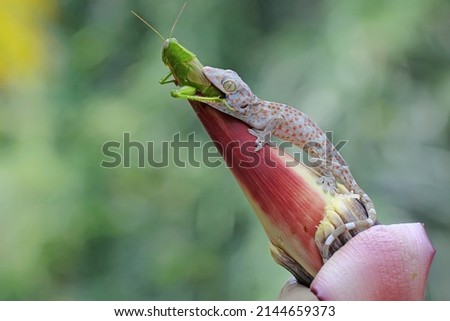 A young tokay gecko is eating a green grasshopper on a banana flower. This reptile has the scientific name Gekko gecko. Stock fotó © 