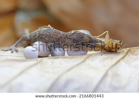 A young tokay gecko eating a cricket. This reptile has the scientific name Gekko gecko. Stock fotó © 