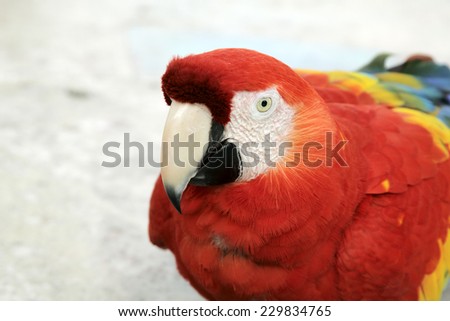A close up of a scarlet macaw parrot\'s head.