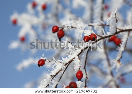 Snow covered Red Dog Rose berries at winter sunny day. Beautiful winter Christmas background.