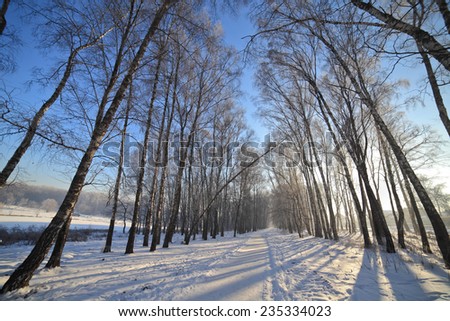 Winter landscape with birchwood alley on sunny day at cold weather.