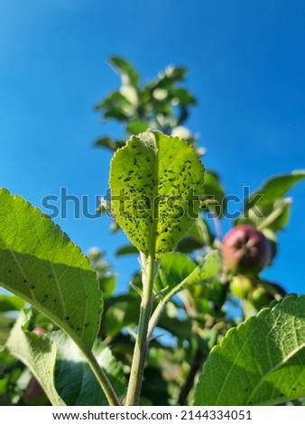 Green apple aphid - Aphis pomi Zdjęcia stock © 