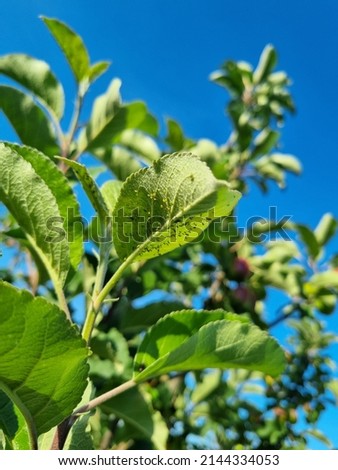 Green apple aphid - Aphis pomi Zdjęcia stock © 