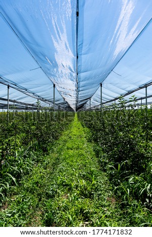 Similar – Image, Stock Photo Apple orchard with protective nets in summer