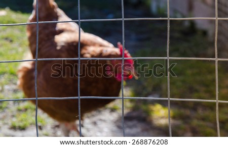 photo of the farm chicken in the cell