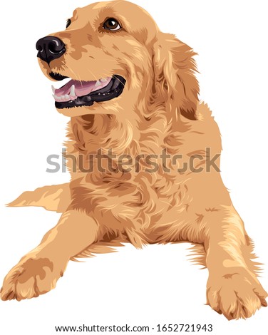 Bebe Of A Golden Retriever Line Stickers Line Store Golden Retriever Png Stunning Free Transparent Png Clipart Images Free Download