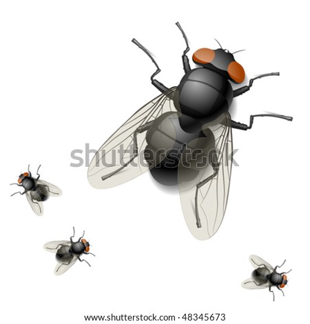 Housefly. Vector illustration.