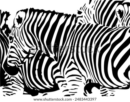 ZEBRA vector illustration on white background for tatoo, typography, t hirt, wall art, poster. Vector sketch.