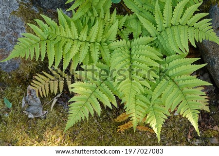 Similar – Image, Stock Photo Fern in autumn Fern leaf