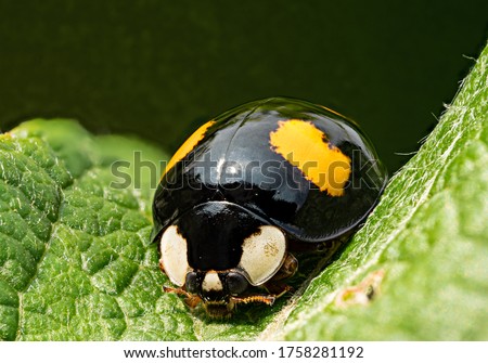 Similar – Image, Stock Photo Asian ladybird Ladybird