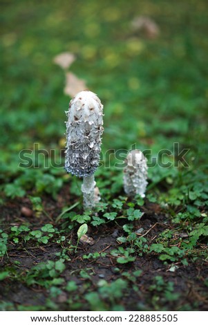 This mushroom is called Coprinus Comatus has a history closely associated with the history of the Second World War in Germany, was used as ink authenticity of documents, is an edible mushroom.