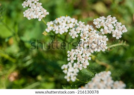 white wild flowers on a green background