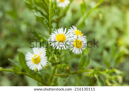 white wild flowers on a green background