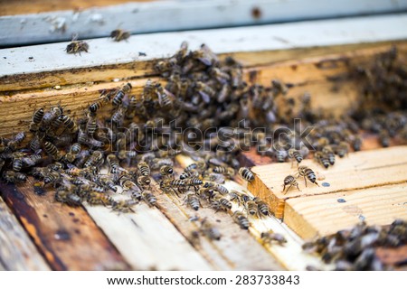 Busy bees, close up view of the working bees on honeycomb. Bees close up showing some animals and honeycomb structure.