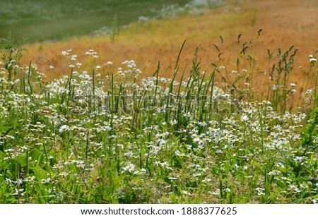 Image, Stock Photo Chamomile by the wayside