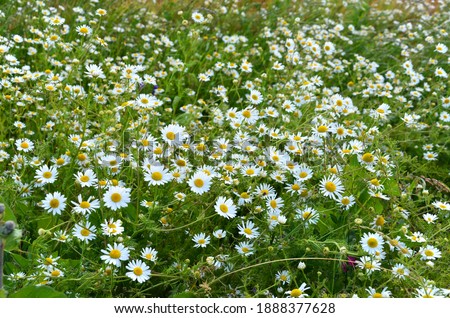 Similar – Image, Stock Photo Chamomile by the wayside